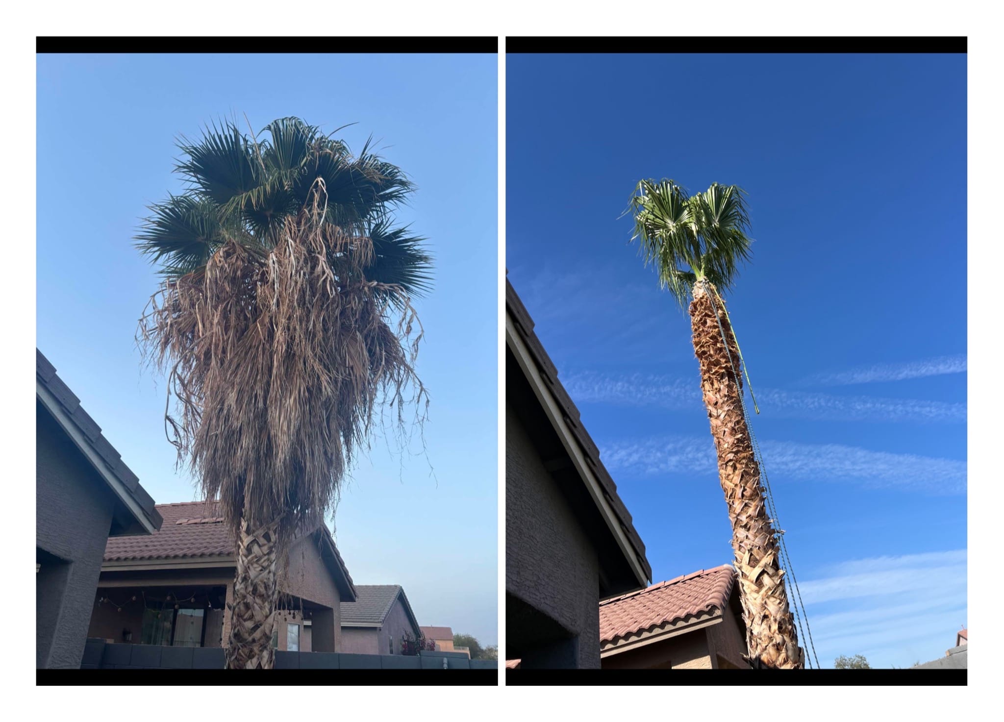 Before and after palm tree trimming and skinning in Arizona