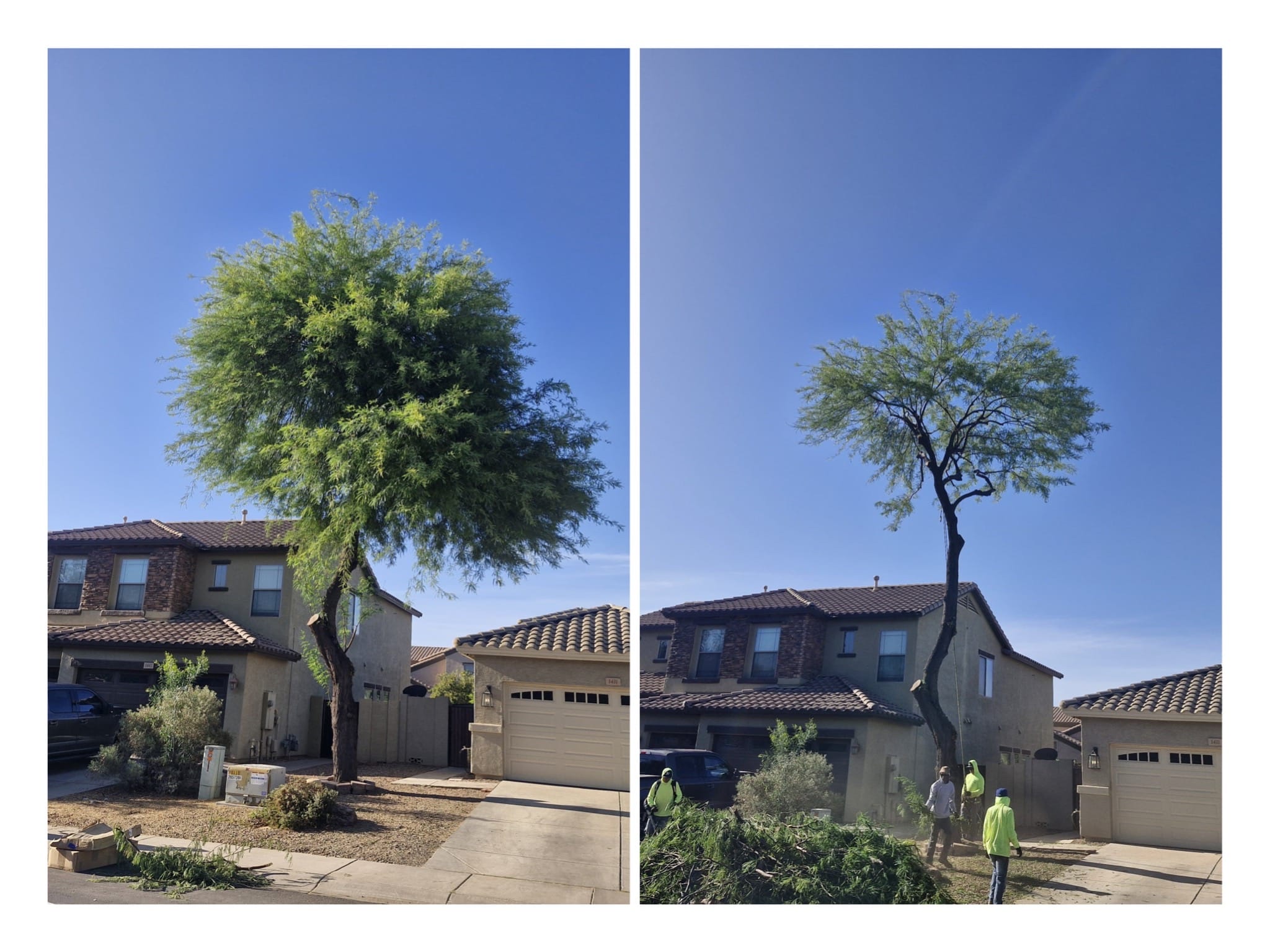 Before and after Palo Verde canopy thinning in front of an Arizona stucco home