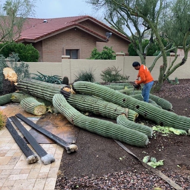 Cactus & Saguaro Removal in Surprise, AZ