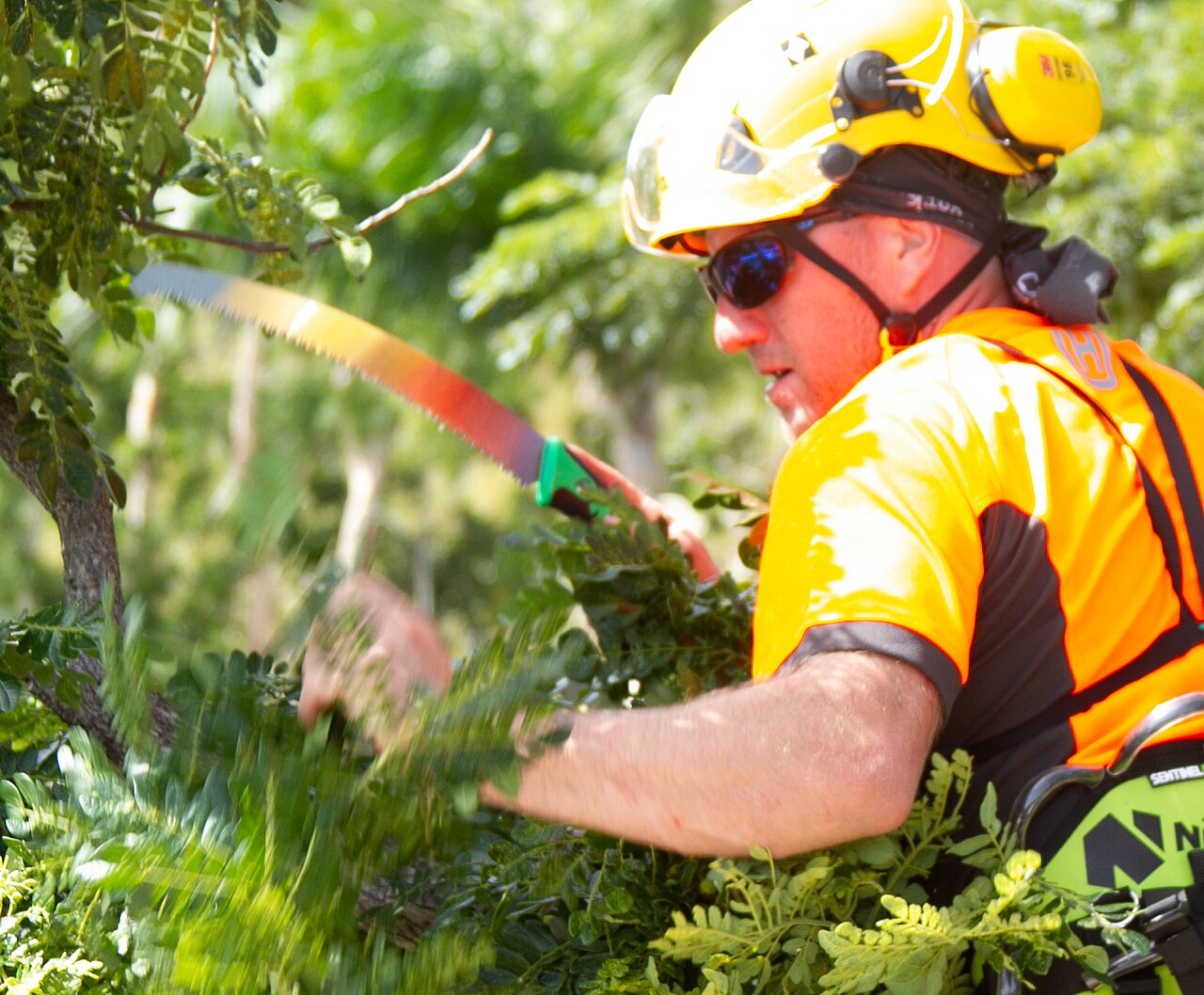 Canopy Thinning & Tree Pruning in Surprise, AZ